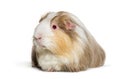 Coronet cavy, Guinea pig against white background Royalty Free Stock Photo