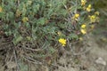 Coronilla vaginalis in bloom Royalty Free Stock Photo