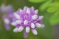 Coronilla Varia flower blurred