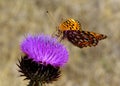 Coronis Fritillary (Speyeria coronis)