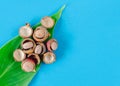 Corozo fruit on blue background. Bactris guineensis