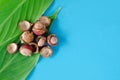 Corozo fruit on blue background. Bactris guineensis