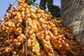 Corozo tropical fruit - Bactris guineensis