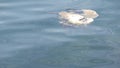 Corpse of bird in ocean water. Dead seabird as symbol of environmental contamination and global toxic pollution problems. Victim