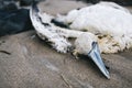 Corpse of a dead cormorant found on shore while cleaning up a beach