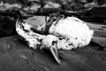 Corpse of a dead cormorant found on shore while cleaning up a beach. Black and white