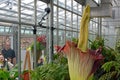 Corpse Flower Bloom