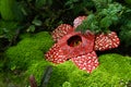Corpse flower was made of interlocking plastic bricks toy. Scientific name is Rafflesia kerrii, Rafflesia arnoldii