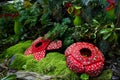 Corpse flower was made of interlocking plastic bricks toy