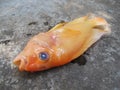 Corpse of Red Devil Cichlid Asian Fish Laying on The Ground