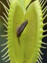 P1010019 corpse of a woodlouse that was digested by a venus flytrap plant, Dionaea muscipula cECP 2020 Royalty Free Stock Photo