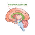 Corpus callosum educational brain part location in brain outline diagram Royalty Free Stock Photo