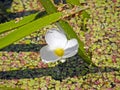 The corpuscle is ordinary or aloe-like. Summer flowers. Royalty Free Stock Photo