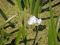 The corpuscle is ordinary or aloe-like. Summer flowers. Royalty Free Stock Photo