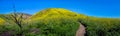 Corral Canyon Super Bloom Panorama Royalty Free Stock Photo