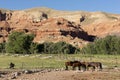 Corraled Horses Wyoming Badlands Ranch Livestock Animals Royalty Free Stock Photo