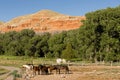 Corralled Horses Wyoming Badlands Ranch Livestock Animals Royalty Free Stock Photo