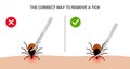 The correct way to remove a tick insect correctly. Tips for tick safety infographic