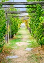 Corridor alley of green dangling grapevine plants on top of ancient Castello Doria castle tower in Portovenere Royalty Free Stock Photo