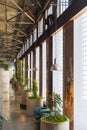 Corridor of old industrial building, row of natural trees against wall with giant stained glass windows Royalty Free Stock Photo
