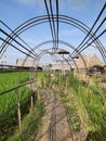 Corridors, bamboo arches and sky