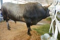 Corriente cattle breed bull, also known as Criollo or Chinampo cattle with long upcurving horns raised for rodeo events and meat