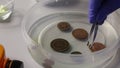 Corroded copper coins. They lie in a container with phosphoric acid. The man straightens them with tweezers. Prepare for their