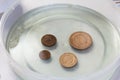 Corroded copper coins. They lie in a container with phosphoric acid. Prepare for their cleaning and patina