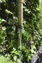 Corroded pipe pouring water with tropical plants