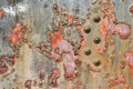Corroded Water Tank Royalty Free Stock Photo