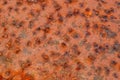 Corrosion, old metallic background with pronounced spots, weathered texture, brown and black rust