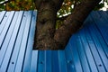 Corrugated blue metal fence with cut a hole for the tree