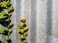 The corrugated iron fence with the Phyllanthus reticulatus Poir leaf Royalty Free Stock Photo