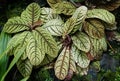 The corrugated leaves of Ardisia, a tropical terrarium plant
