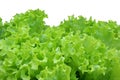 Corrugated lettuce leaves isolated Royalty Free Stock Photo