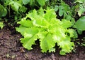 Corrugated lettuce plant Royalty Free Stock Photo