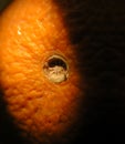 Corrugated orange rind detail