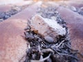 Corrugated and rusty metal sheet with dirt Royalty Free Stock Photo