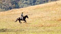 Cowboy Riders Horse In The Man From snowy River Re-Enactment