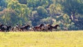 Cowboys Chase Wild Horses During The Man From Snowy River Re-Enactment April 2019