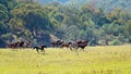 Cowboys Chase Wild Horses During The Man From Snowy River Re-Enactment April 2019