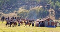 Cowboys Herd Wild Horses To Homestead During The Man From Snowy River Bush Festival Re-Enactment 2019