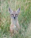 Corsac Fox