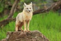 Corsac fox