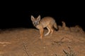 Corsac fox (Vulpes corsac