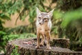 Corsac fox, vulpes corsac