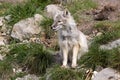 Corsac fox, Vulpes corsac is shrewd fox