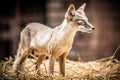 Corsac fox, vulpes corsac