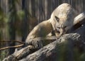 Corsac fox Vulpes corsac lying down on a tree trunk. Also known as corsac or steppe fox