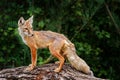 Corsac Fox, Vulpes corsac, in the nature stone mountain habitat, found in steppes and deserts in, Mongolia Central Asia. Fox in